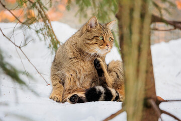 2021-12-27, GER, Bayern, Neuschönau: Tierfreigehege im Nationalpark bayerischer Wald - europäische Wildkatze © Dominik Kindermann