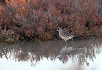 Grey Plover Pluvialis squatarola in the sansouire in Camargue, Southern France
