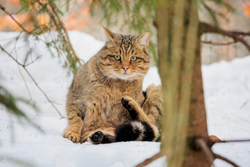 2021-12-27, GER, Bayern, Neuschönau: Tierfreigehege im Nationalpark bayerischer Wald - europäische Wildkatze