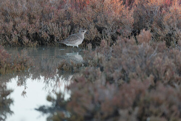 Grey Plover Pluvialis squatarola in the sansouire in Camargue, Southern France