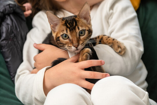 bengal kitten with green eyes sits in the arms of a child. 
photo at the level of the kitten's eyes. 
light children's clothing. Sofa with green upholstery