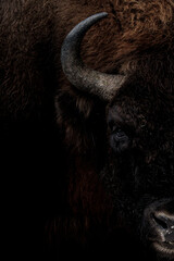 2021-12-27, GER, Bayern, Neuschönau: Tierfreigehege im Nationalpark bayerischer Wald - Wisent