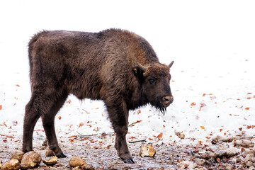 2021-12-27, GER, Bayern, Neuschönau: Tierfreigehege im Nationalpark bayerischer Wald - Wisent