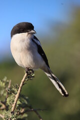 Fiscal Shrike
