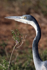Black-headed Heron