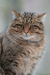 Obraz premium 2021-12-27, GER, Bayern, Neuschönau: Tierfreigehege im Nationalpark bayerischer Wald - europäische Wildkatze