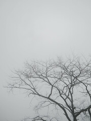 Fototapeta na wymiar Tree in winter