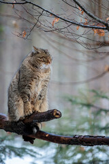 2021-12-27, GER, Bayern, Neuschönau: Tierfreigehege im Nationalpark bayerischer Wald - europäische Wildkatze