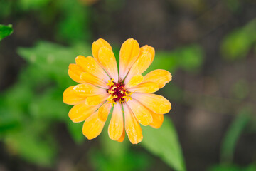 Beautiful  zinnia flower. Close-up. Selective focus. Background. Texture. Zinnia​ flower​s​ are​ dried​ and​ ground​ into​ a​ power​ for​ making​ tea​	