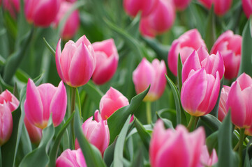 ピンクのチューリップ