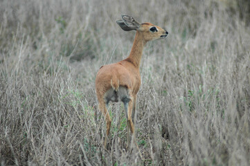 Young scared impala in the grass- Kruger National Park, South Africa