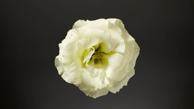 Light shines on white eustoma for some time on black background | Beauty cosmetics with eustoma extract advertising