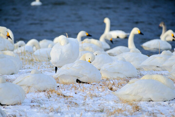 Obraz premium Swans enduring the extreme cold, 2021/12/26d