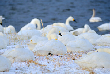 Swans enduring the extreme cold, 2021/12/26d