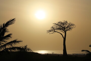 A Baobab tree at the beach in Sukuta, the Gambia, at early sunset