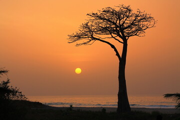 A Baobab tree at the beach in Sukuta, the Gambia, at sunset