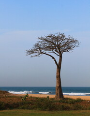 Fototapeta na wymiar A Baobab tree at the beach in Sukuta, the Gambia, during the day, in portrait