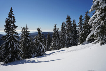 Beautiful winter in Giant Mountains, deep snow and blue sky, spruce trees covered with blanket, pure nature in Krkonose, Czech Republic
