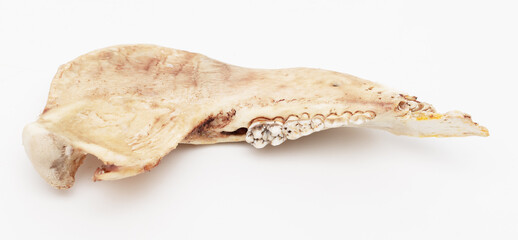 Pig teeth isolated on a white background.