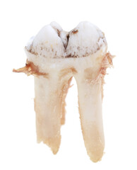 Pig teeth isolated on a white background.