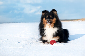 Stunning nice fluffy sable white and black tricolor shetland sheepdog, sheltie lies on icy, snowy seaside beach on a cold sunny winter. Small lassie, little collie dogs portrait outside on frozen sea
