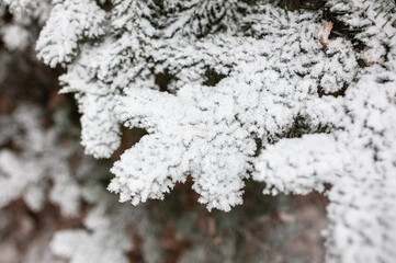 White snow on the branches of a coniferous tree