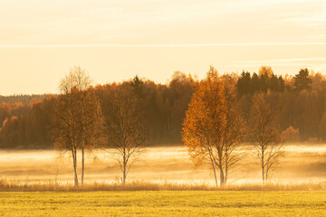 Fototapeta premium Trees in warm light after sunrise on misty morning in Northern Finland, Europe