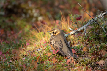 Beautiful songbird Redwing, Turdus iliacus in the light spot on the ground in Finnish autumnal nature