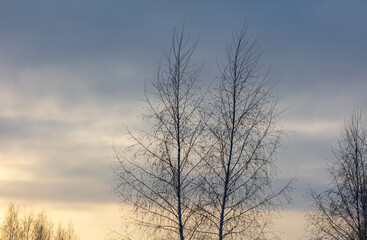 Bare branches of a tree in winter at dawn.