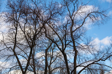 Fototapeta na wymiar Bare branches of a tree