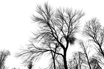 Bare tree branches isolated on a white
