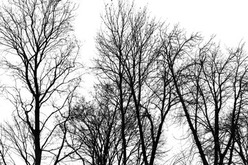 Fototapeta na wymiar Bare tree branches isolated on a white