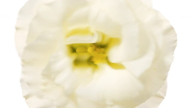 Close up macro shot of water is rippling spontaneously on white background with white eustoma | Face care cosmetics with eustoma extracts commercial