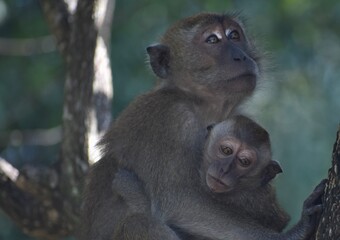 Mother macaque monkey caring for her baby in a tree in the Malaysian jungle