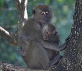 Obraz premium Mother macaque monkey caring for her baby in the jungle