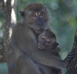 Beautiful mother and baby macaque monkey hugging in a tree in the jungle