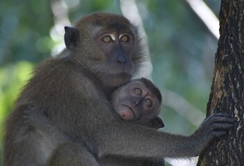Close up of a mother macaque monkey looking after her baby in a tree in the jungle