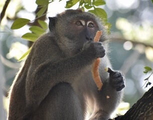 Macaque monkey sitting in a tree eating some bread