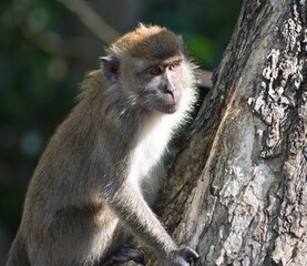 Young macaque monkey climbing a tree in the jungle