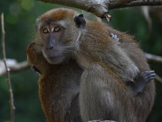 Mother macaque monkey holding her baby in a tree in the Malaysian jungle