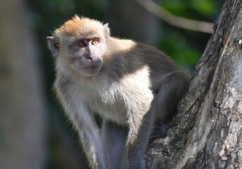 Young macaque monkey in a tree in the jungle