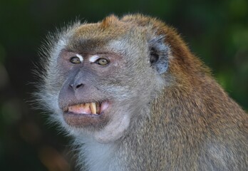 Close up of a macaque monkey looking at the camera pulling a funny face