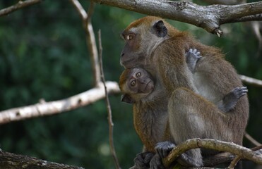 Mother macaque monkey looking after her baby in a tree in the jungle