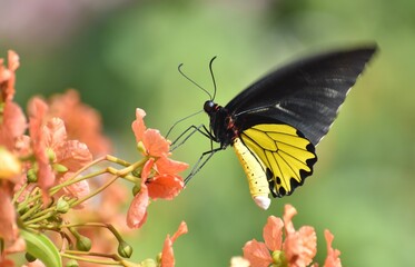 Beautiful black and yellow butterfly feeding on a flower
