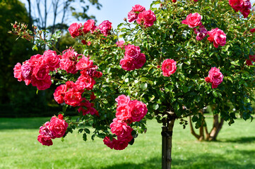 Roses in Royal Baths Park in Warsaw