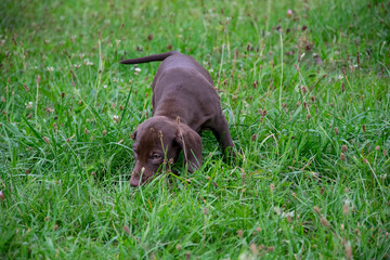 puppy on grass