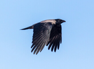 Raven in flight against the blue sky.