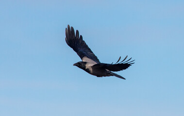 Raven in flight against the blue sky.