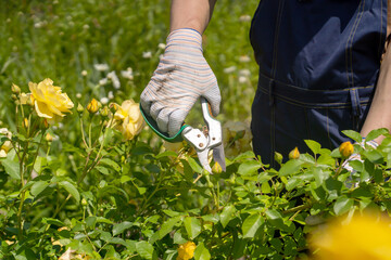 A young man is trimming a rose bush
