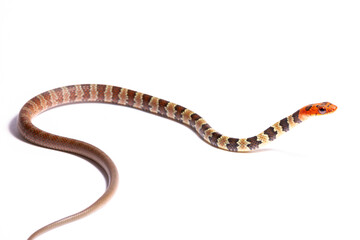 wild life photography